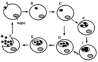 Схема внутриклеточного развития хламидий